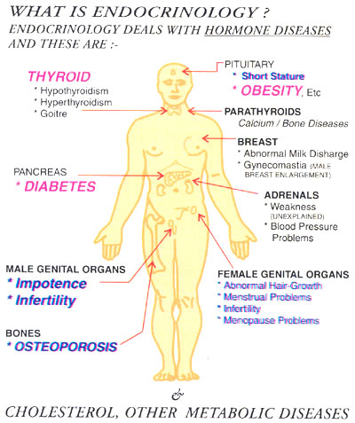 Endocrinology Metabolism